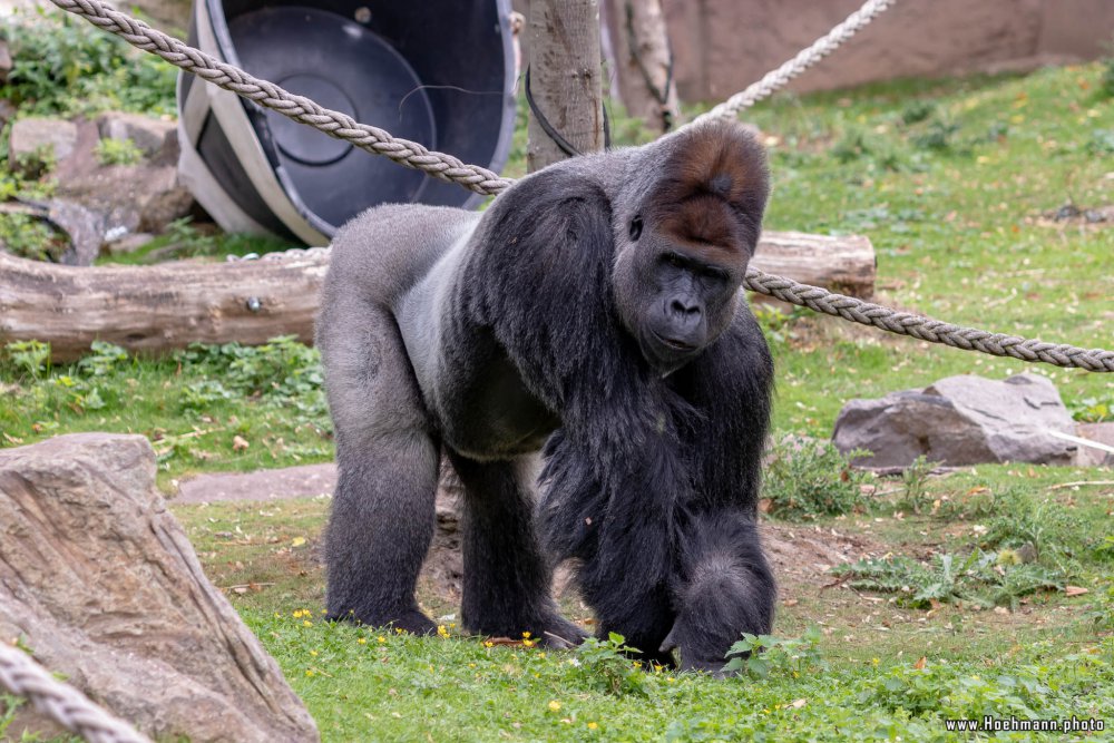 KrefelderZoo2018_036