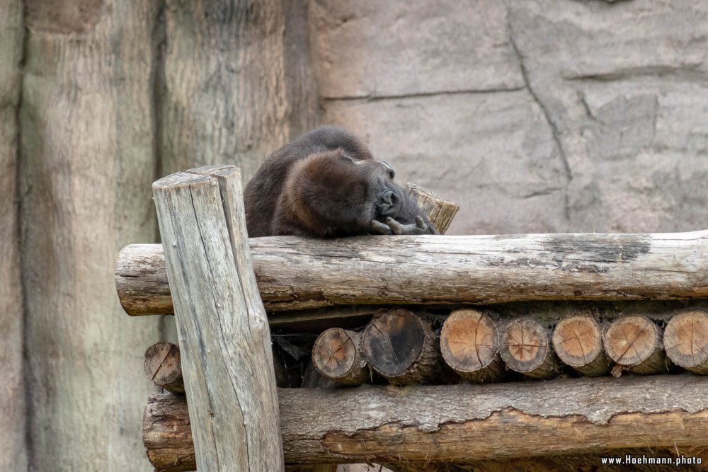 KrefelderZoo2018_037