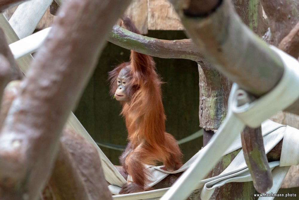 KrefelderZoo2018_038