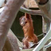 KrefelderZoo2018_038