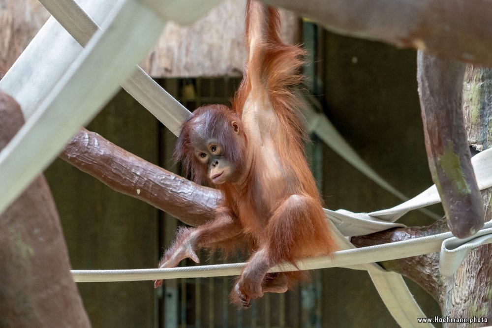 KrefelderZoo2018_039