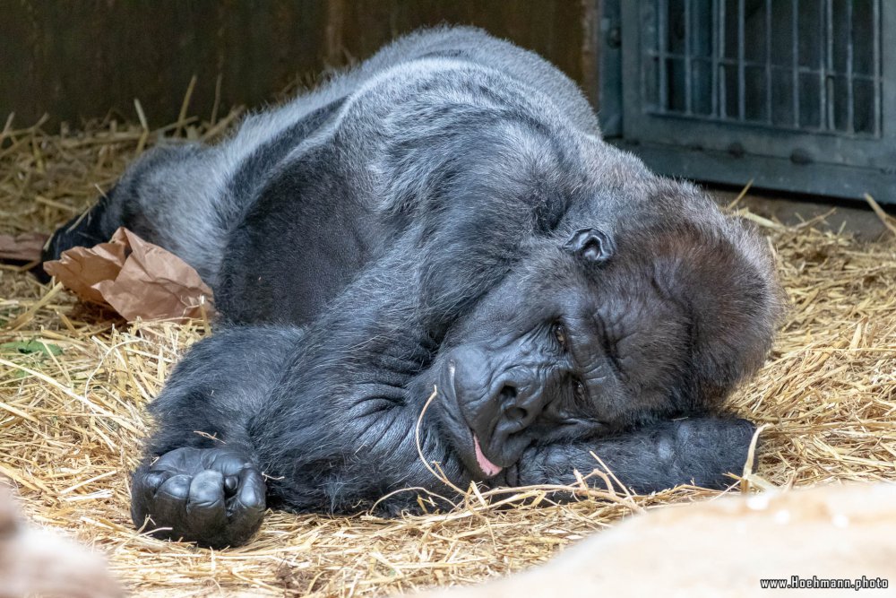 KrefelderZoo2018_040