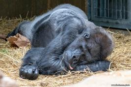 Krefelder Zoo 09.09.2018