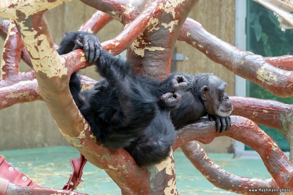 KrefelderZoo2018_041