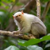 KrefelderZoo2018_044