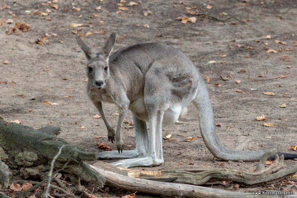 KrefelderZoo2018_045