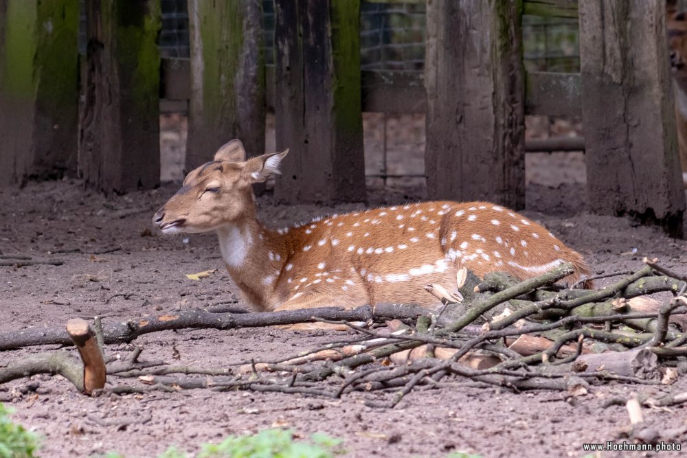 KrefelderZoo2018_046