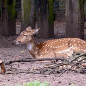 KrefelderZoo2018_046