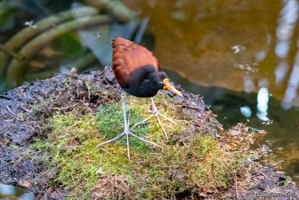 KrefelderZoo2018_047