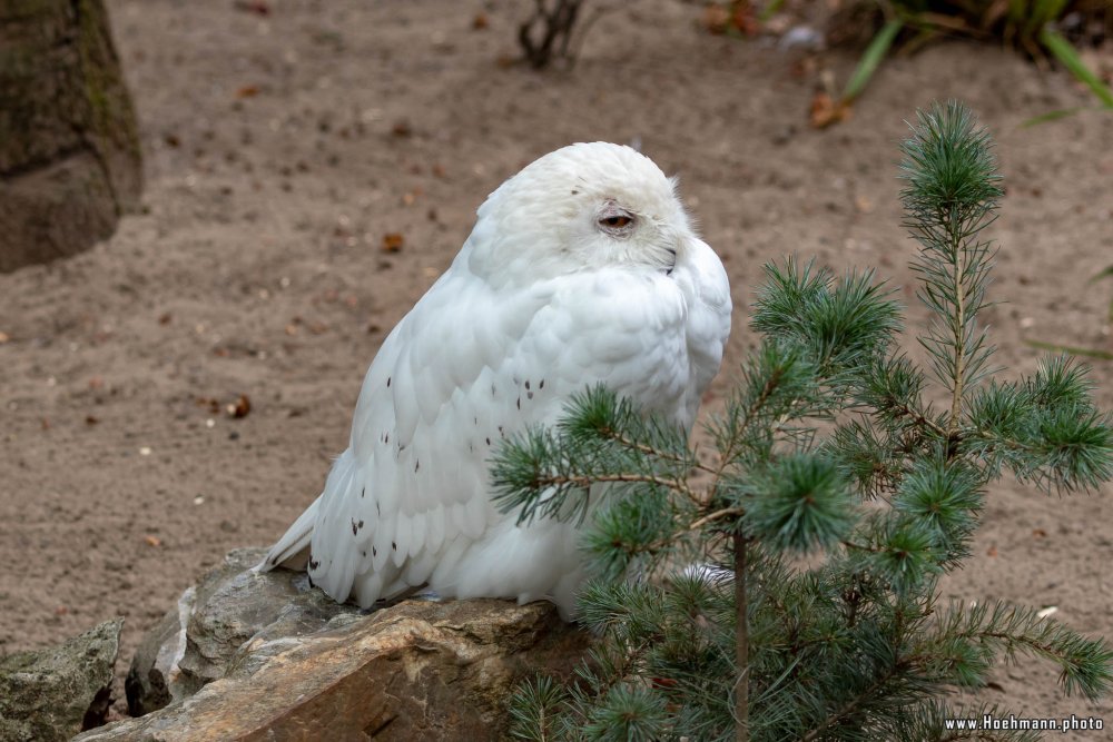 KrefelderZoo2018_048