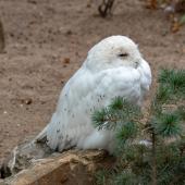 KrefelderZoo2018_048