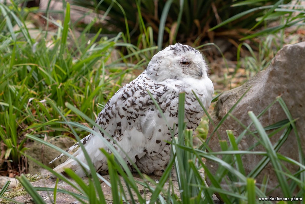 KrefelderZoo2018_049