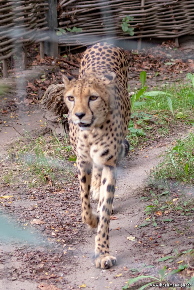 KrefelderZoo2018_050