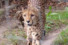 Krefelder Zoo 09.09.2018