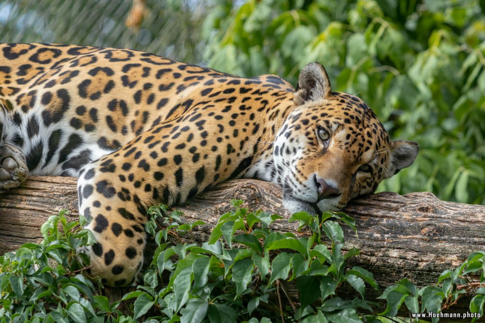 KrefelderZoo2018_051