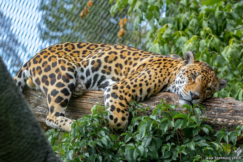 KrefelderZoo2018_053