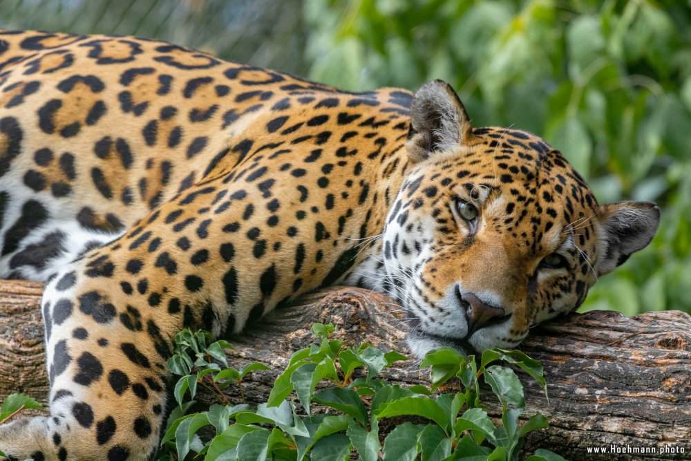 KrefelderZoo2018_054