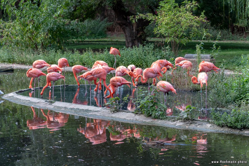 KrefelderZoo2018_055