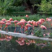 KrefelderZoo2018_055