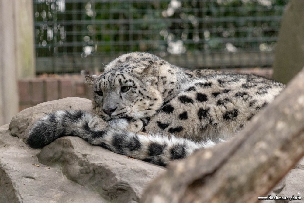 KrefelderZoo2018_056