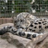 KrefelderZoo2018_056