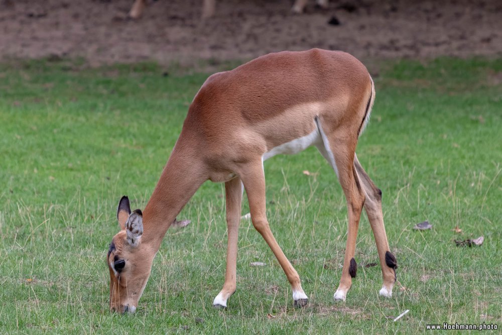 KrefelderZoo2018_059