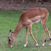 KrefelderZoo2018_059