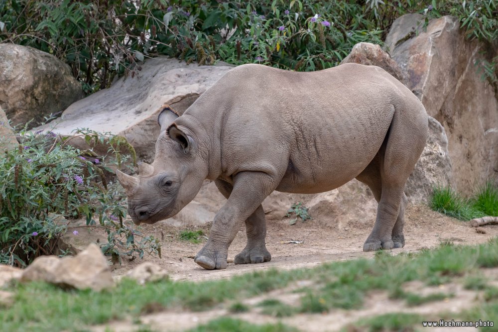 KrefelderZoo2018_060