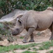 KrefelderZoo2018_060