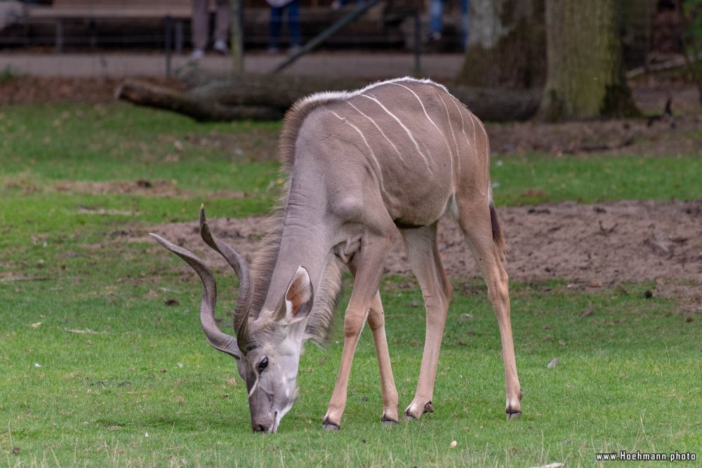 KrefelderZoo2018_061