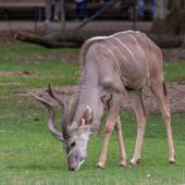 KrefelderZoo2018_061