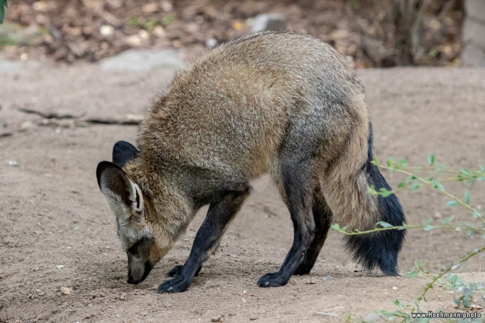 KrefelderZoo2018_062