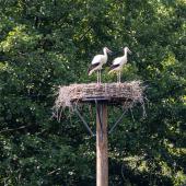 Otter-Zentrum-Hankensbuettel_001