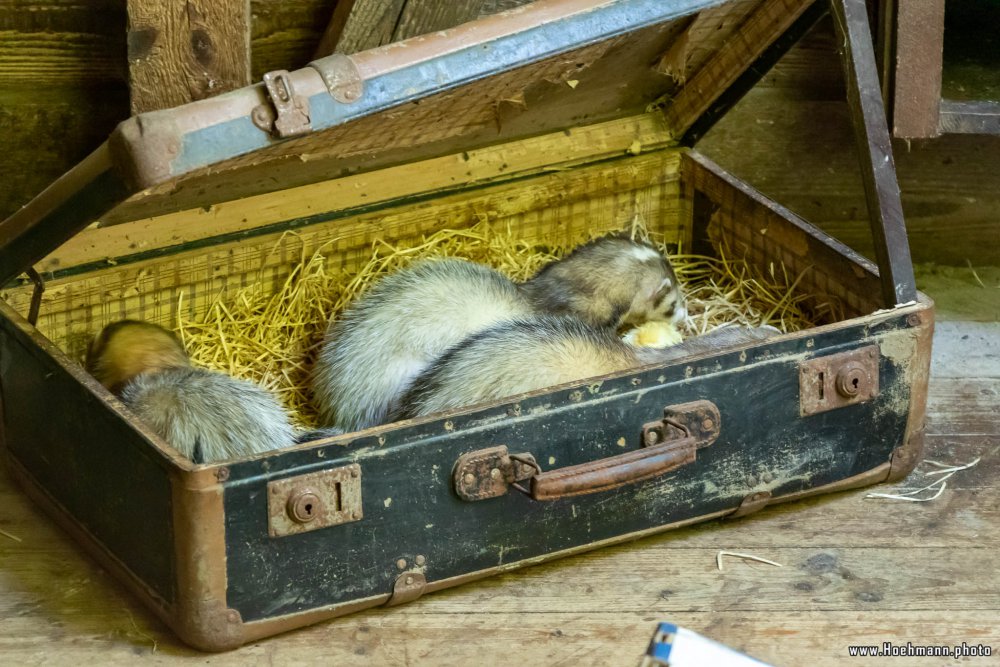 Otter-Zentrum-Hankensbuettel_006