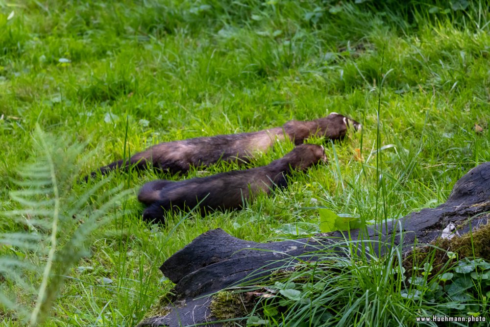 Otter-Zentrum-Hankensbuettel_007