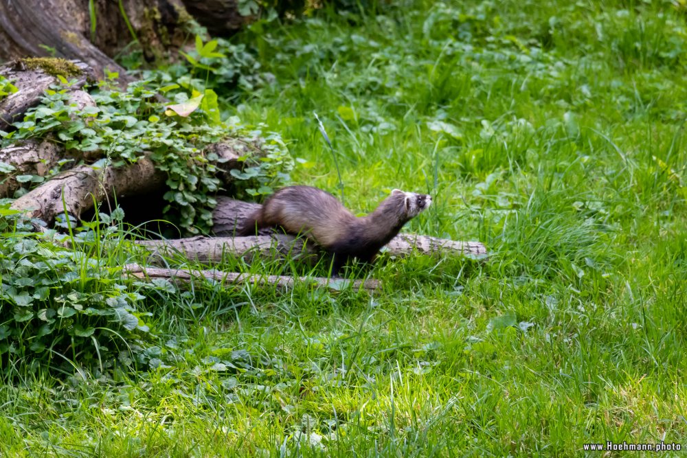 Otter-Zentrum-Hankensbuettel_008