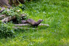 Otter-Zentrum Hankensbüttel 24.07.2019