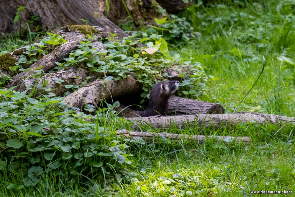 Otter-Zentrum-Hankensbuettel_009