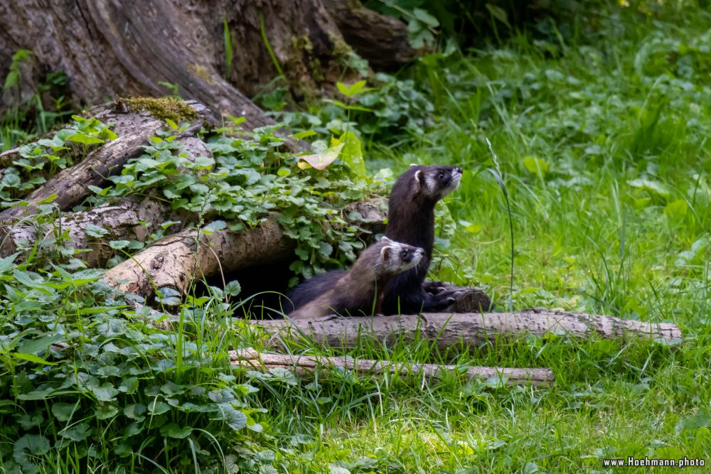 Otter-Zentrum-Hankensbuettel_010