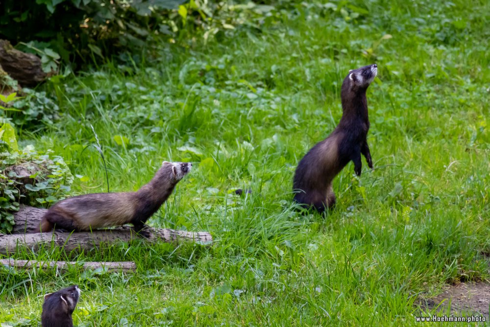 Otter-Zentrum-Hankensbuettel_011