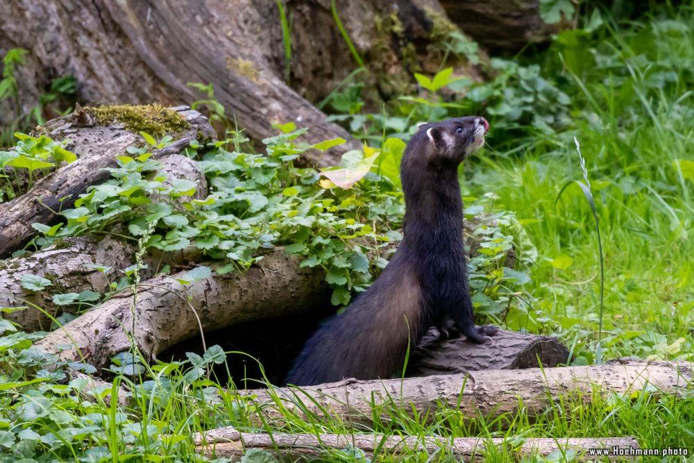 Otter-Zentrum-Hankensbuettel_013