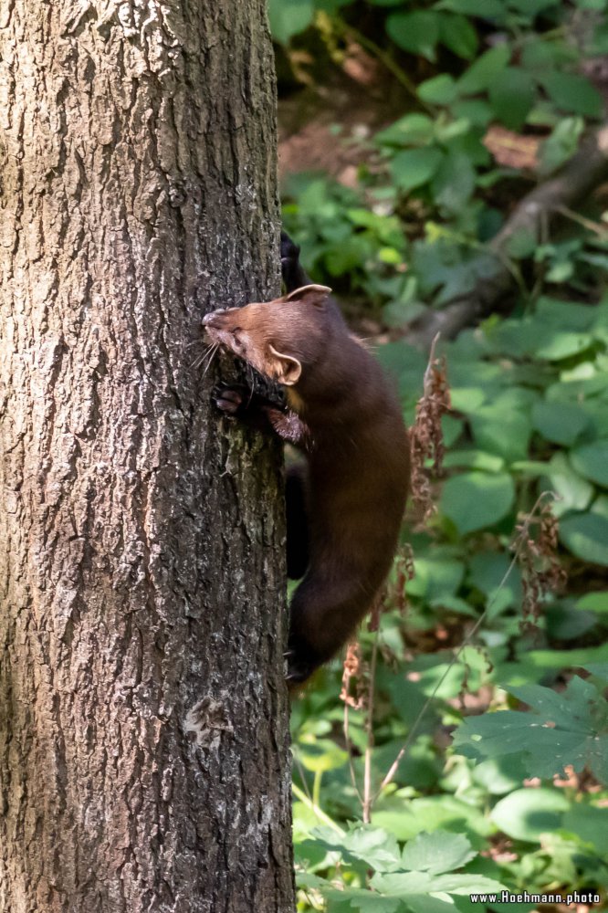 Otter-Zentrum-Hankensbuettel_016