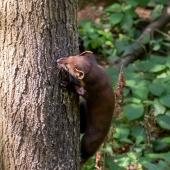 Otter-Zentrum-Hankensbuettel_016