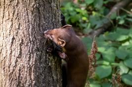 Otter-Zentrum Hankensbüttel 24.07.2019