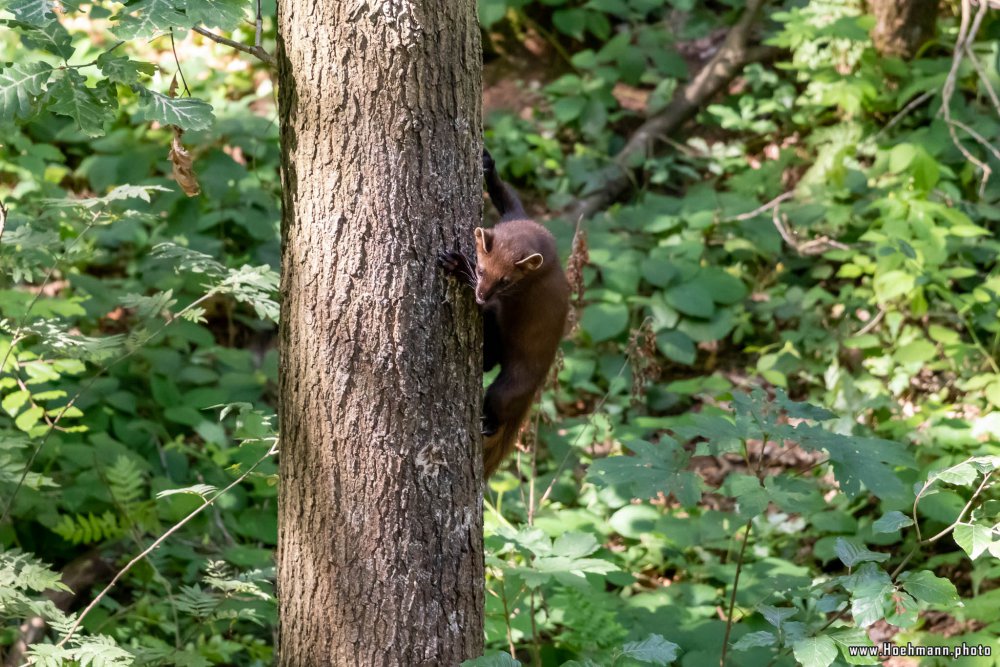 Otter-Zentrum-Hankensbuettel_017