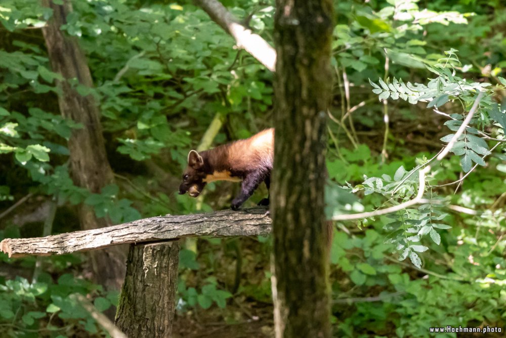 Otter-Zentrum-Hankensbuettel_019