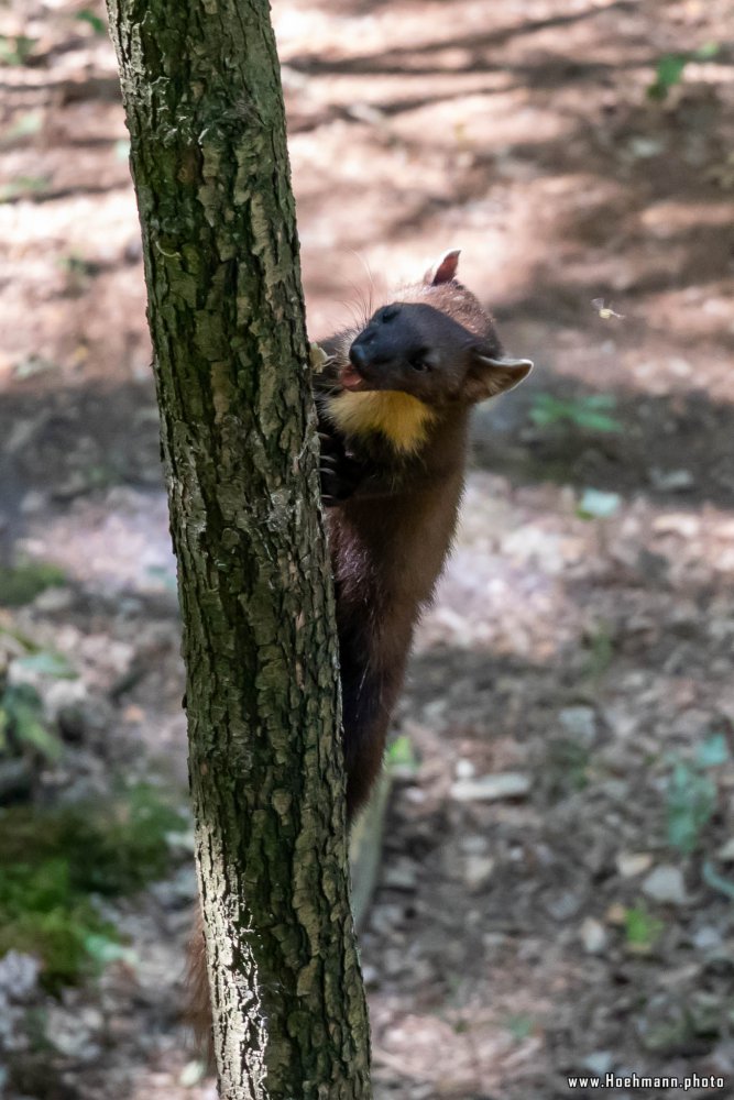 Otter-Zentrum-Hankensbuettel_020