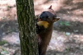Otter-Zentrum Hankensbüttel 24.07.2019