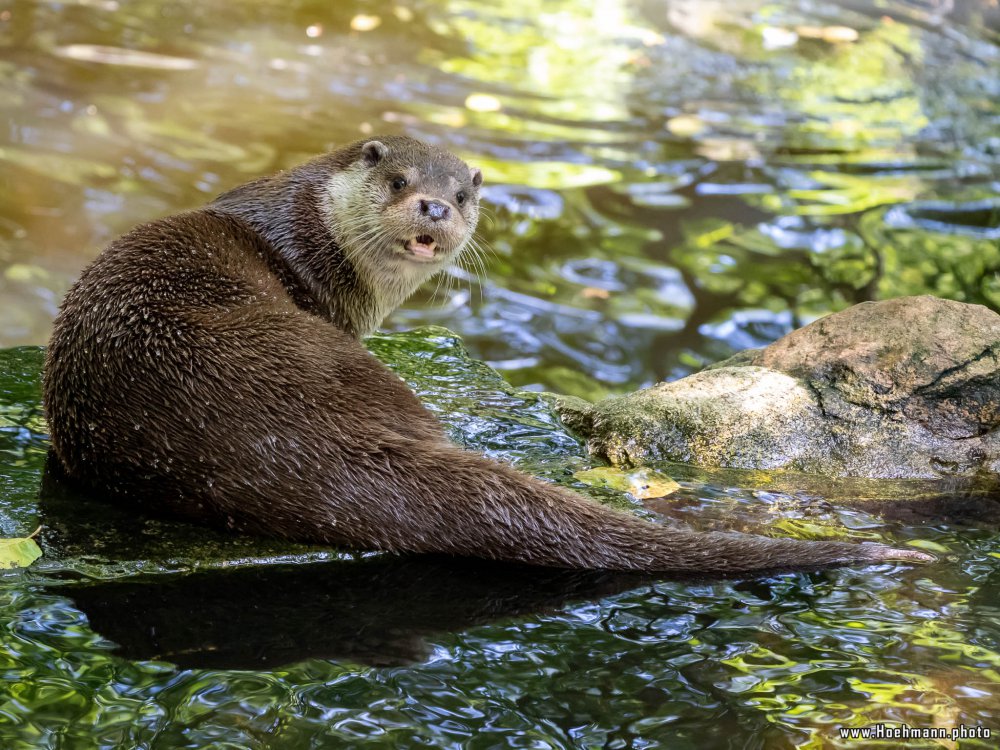 Otter-Zentrum-Hankensbuettel_021