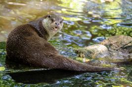 Otter-Zentrum Hankensbüttel 24.07.2019